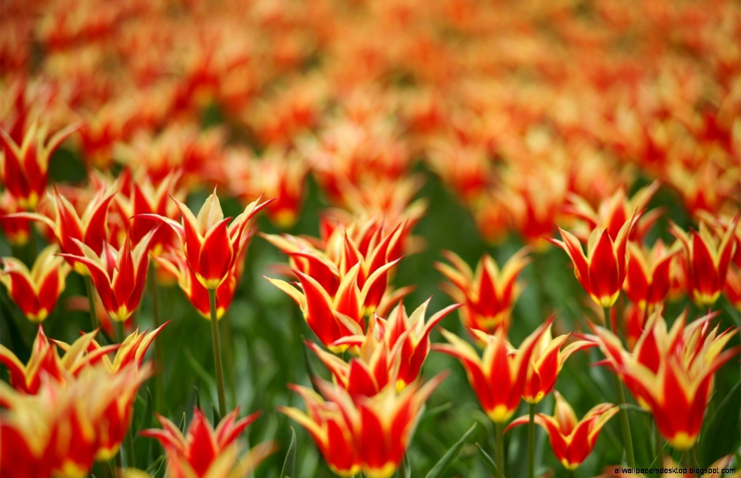Flowers Spring Tulips Red And Yellow Hd Wallpaper