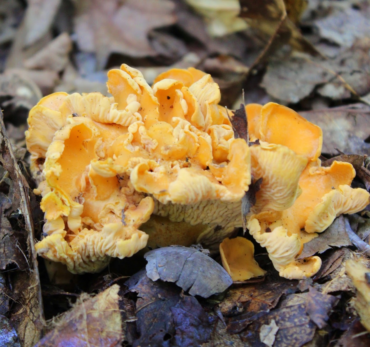 At the Butterfly Ball Mushroom Hunting Club