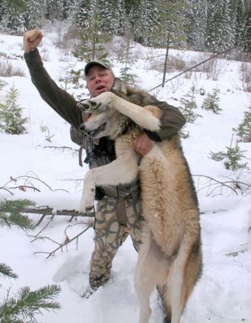 daily timewaster Interesting encounter with wolves in Wisconsin.