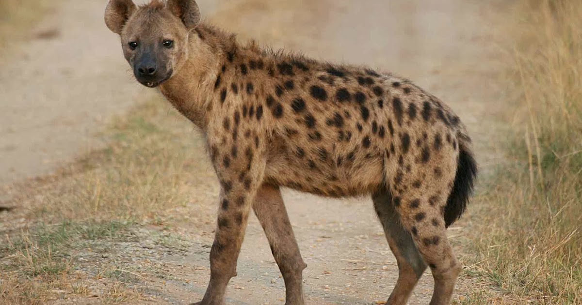 AVEEK- Blogs: Spotted Hyena