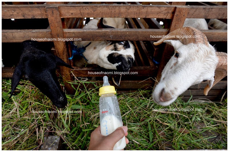 artificial intelligence petani kambing serigala rumput artificial intelligence petani kambing serigala rumput