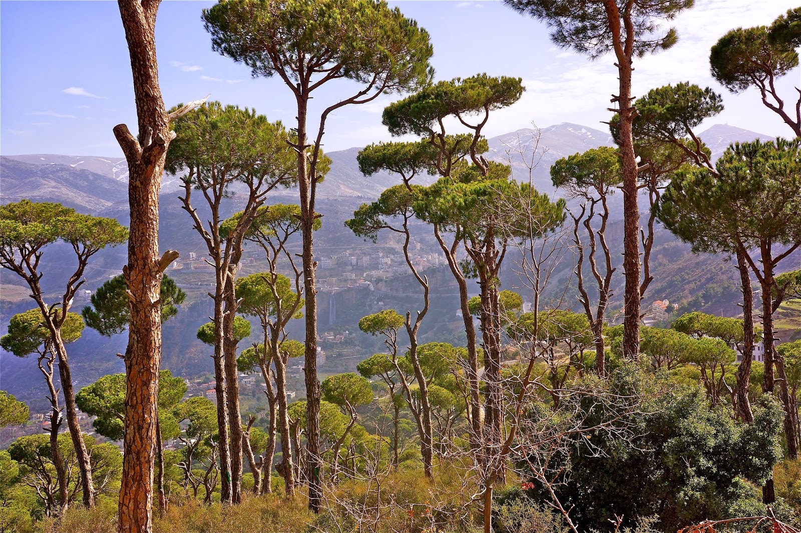 Umbrella Pines in Jezzine Lebanon Photoblog OnTheGo