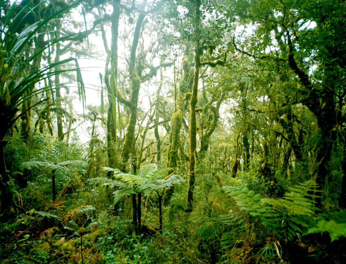 El Niño Meets the Rain Forest The New Yorker El Niño Meets the Rain Forest The New Yorker