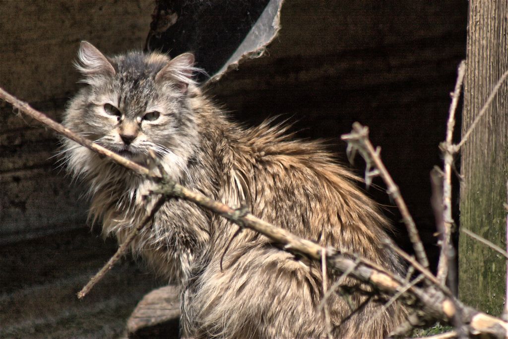 Scruffy Willemina Cat The Feral Life Cat Blog