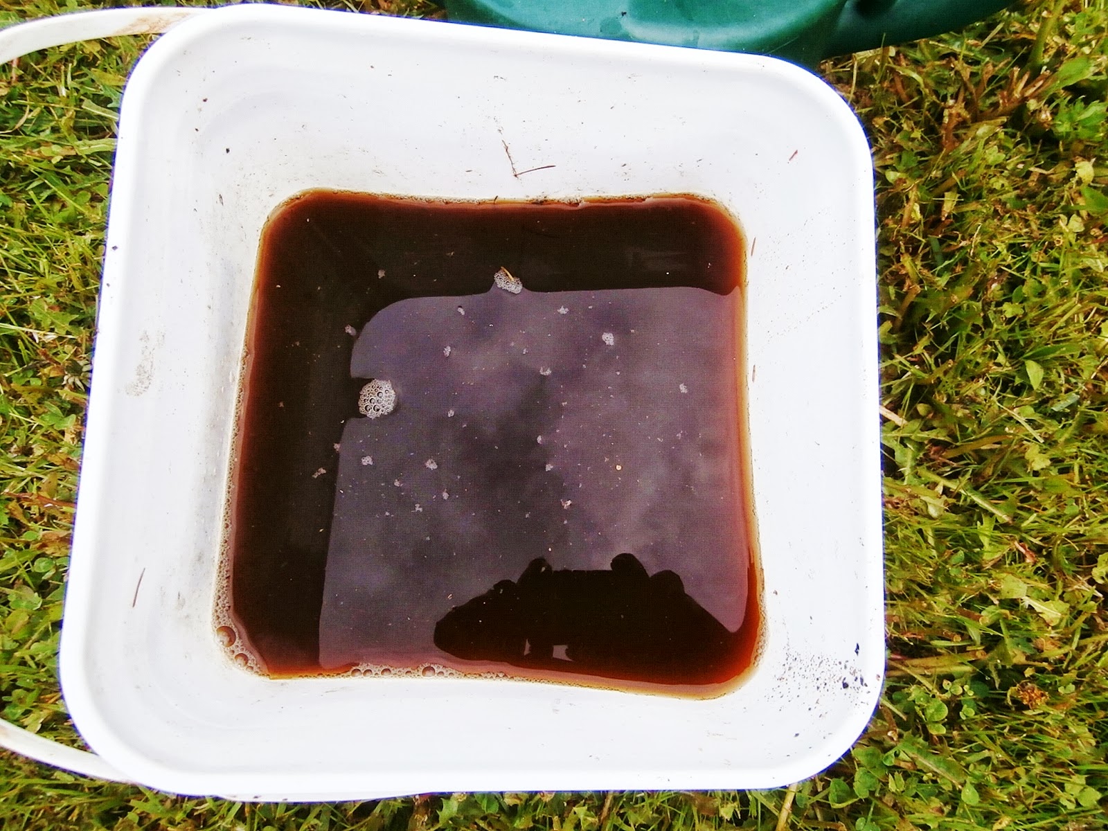 Bills Garden Tips Kelp tea fertilizer.