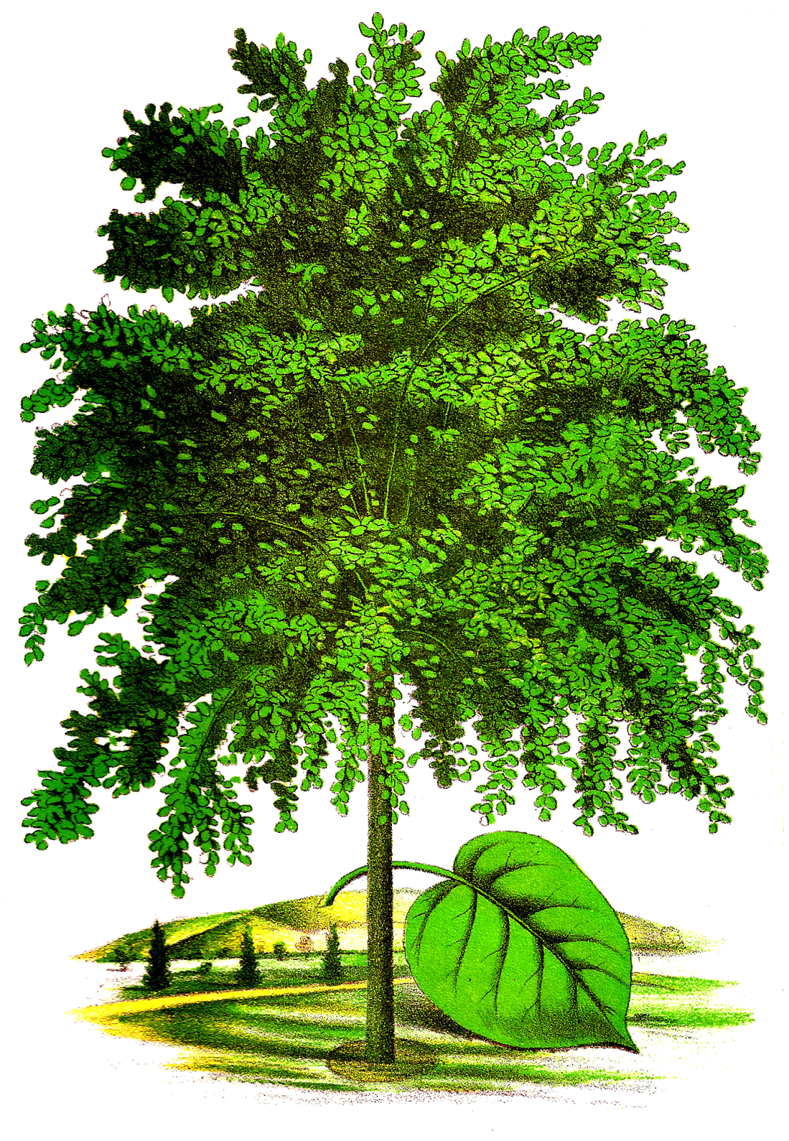 Antique Images: Linden Tree Digital Download Vintage Botanical Clip Art