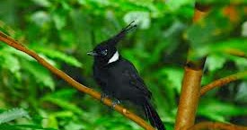 Burung Kicau Burung Cililin