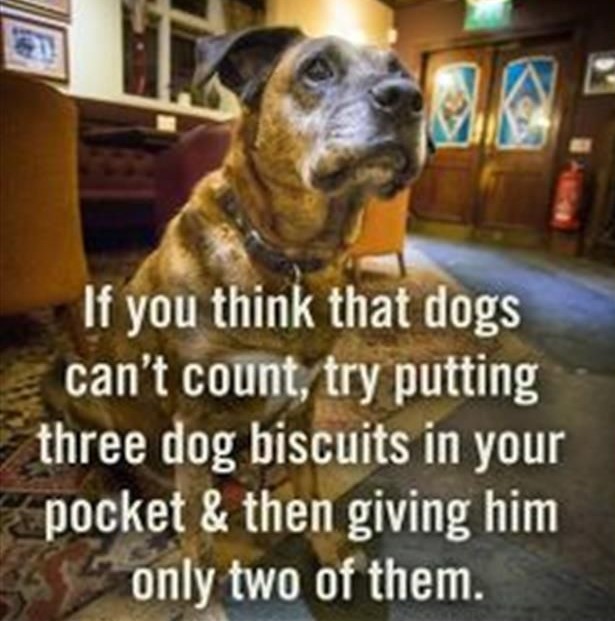 Dogs Can Count!