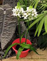 Ornithogalum thyrsoides