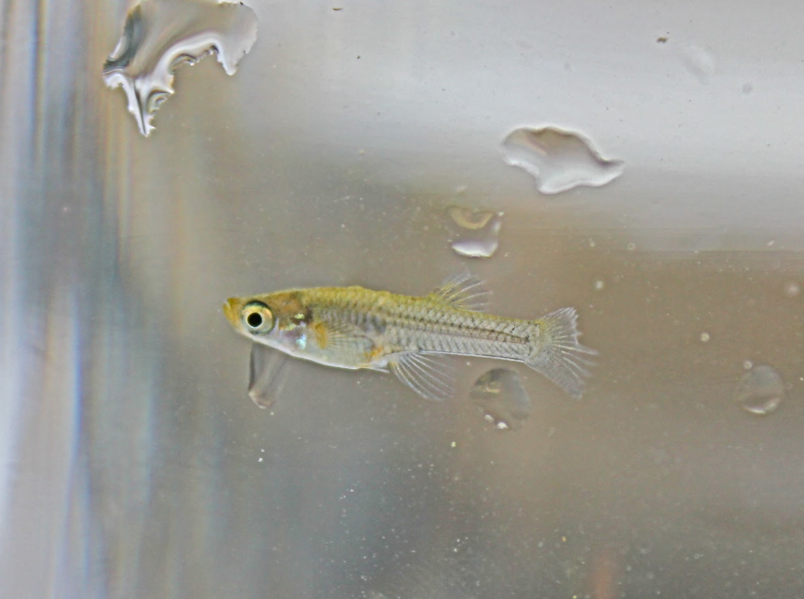 Biological Thinking All About Mosquitofish