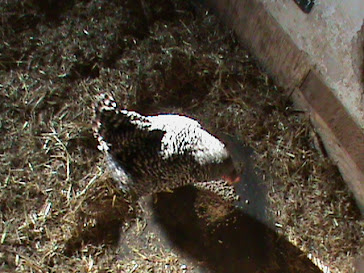 Missy Our Hen