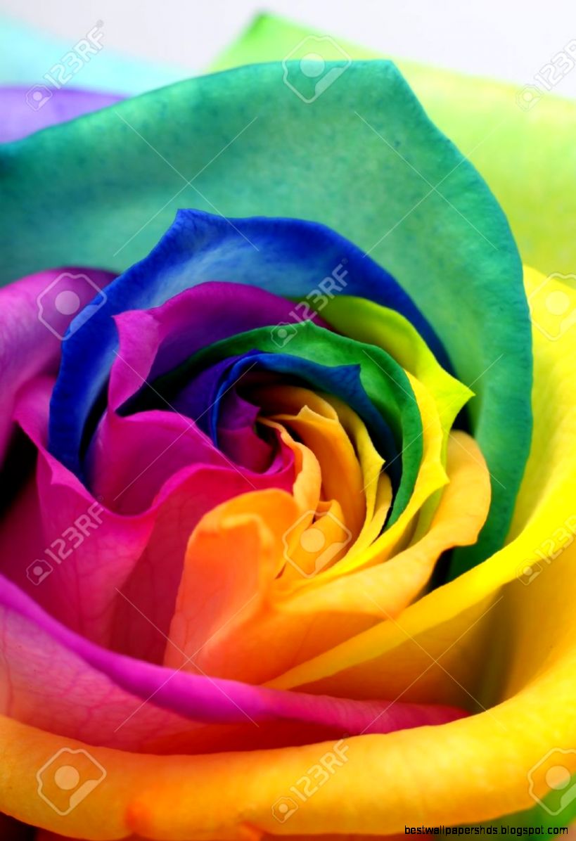 Macro Of Rainbow Rose Heart And Colored Petals Stock Photo Macro Of Rainbow Rose Heart And Colored Petals Stock Photo
