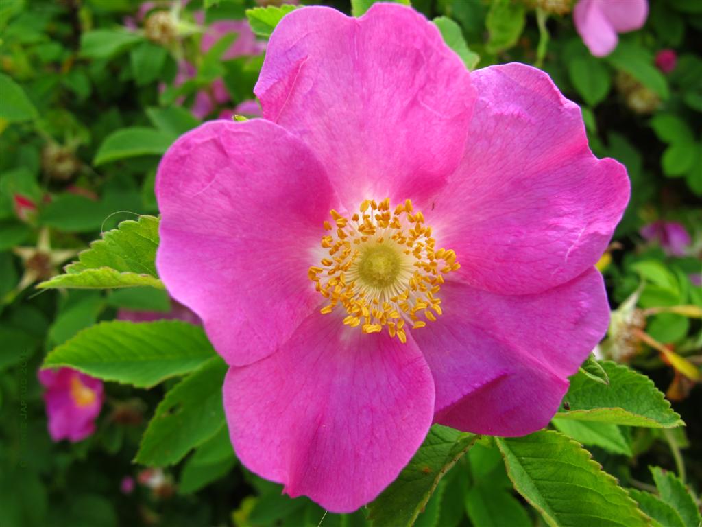 Vratsagirl A splash of Pink