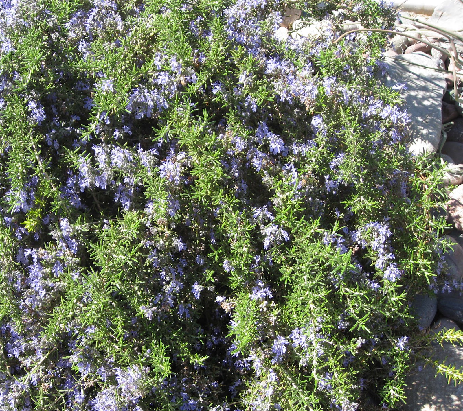 Xtremehorticulture of the Desert Rosemary Bush Very Susceptible to