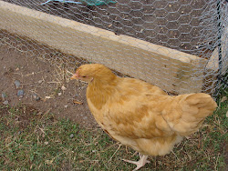 Miss Sybil-Pullet