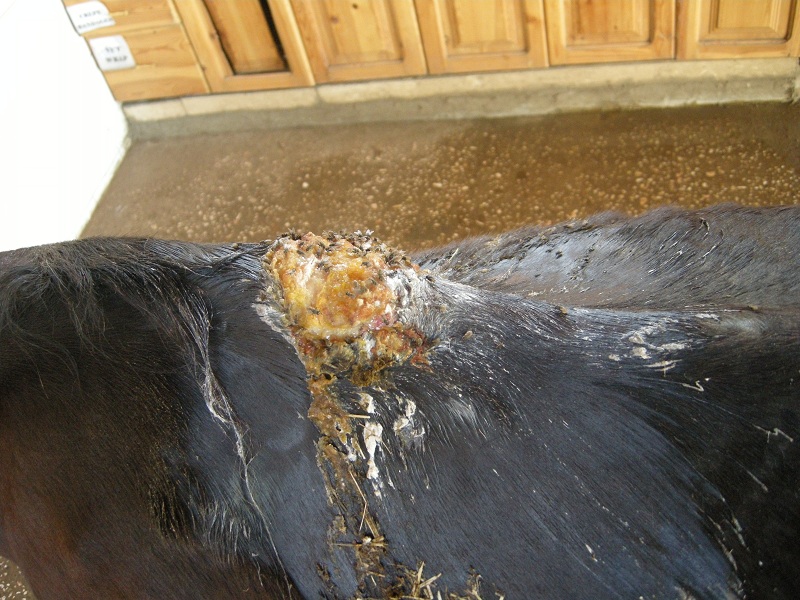 saddle sores treatment