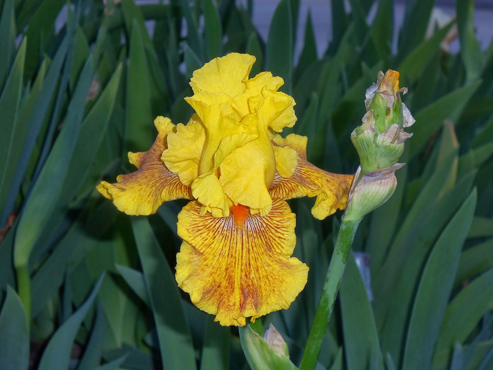 My Iris Fantasy 'Glitter Gulch' and 'Calizona Gold'