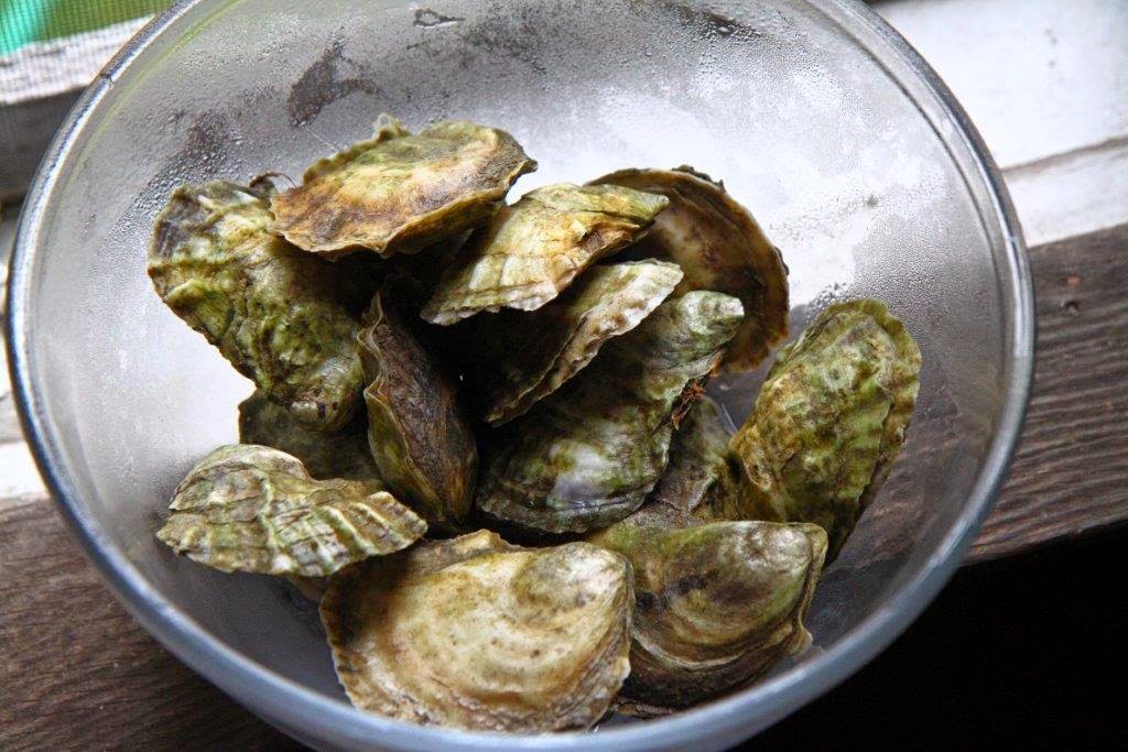 Hungry Naturalist Vol. 4 No. 9 Homemade Oyster Sauce