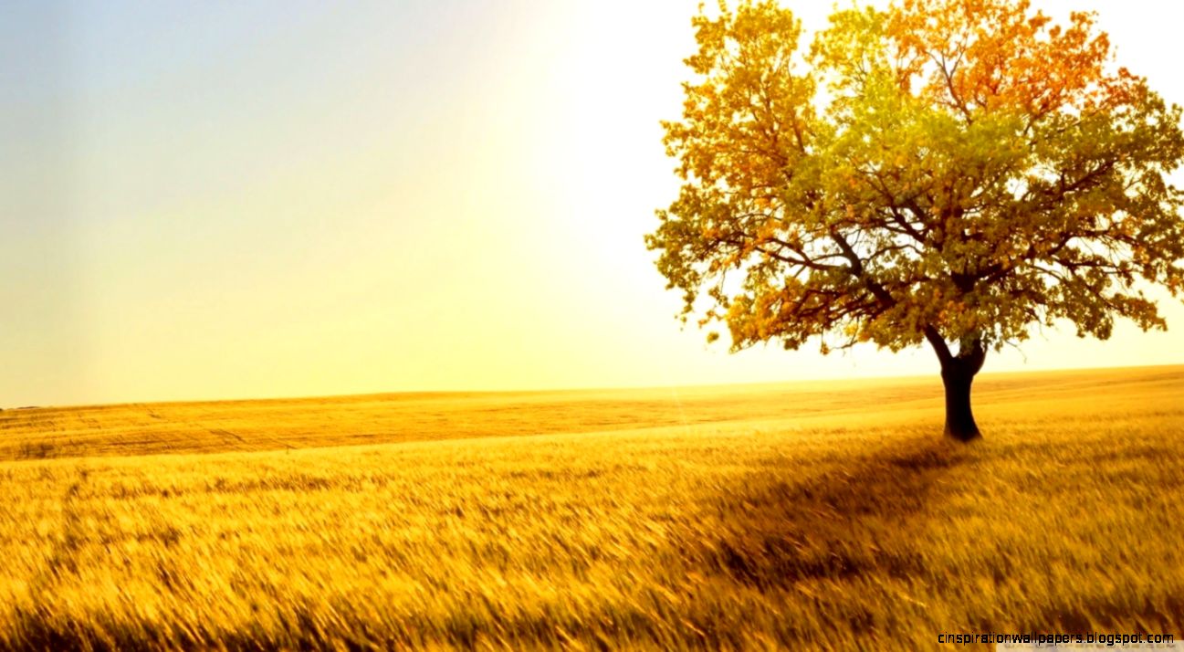 Landscape Nature Trees Fields HD desktop wallpaper High Landscape Nature Trees Fields HD desktop wallpaper High