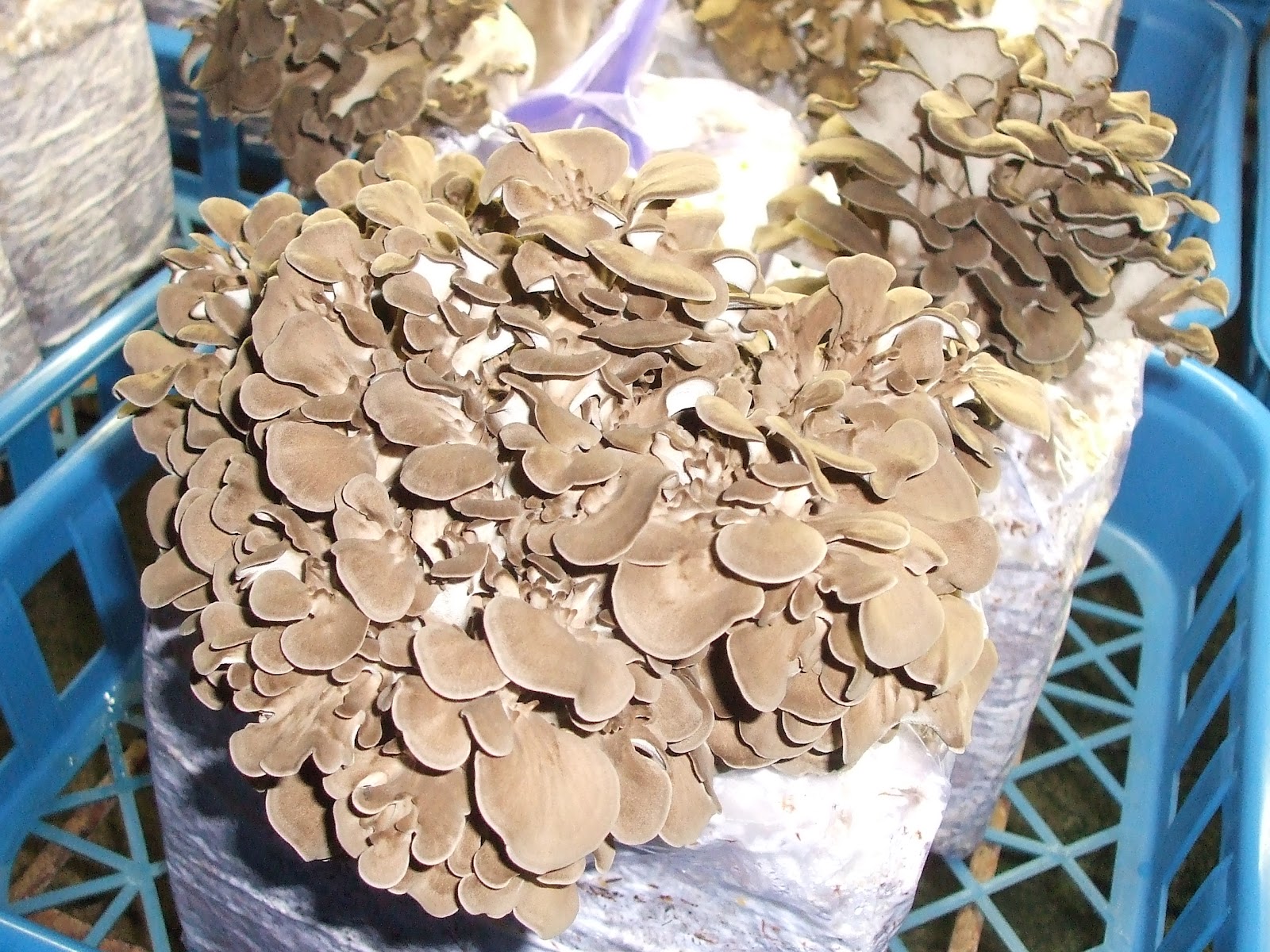 Maitake Mushroom