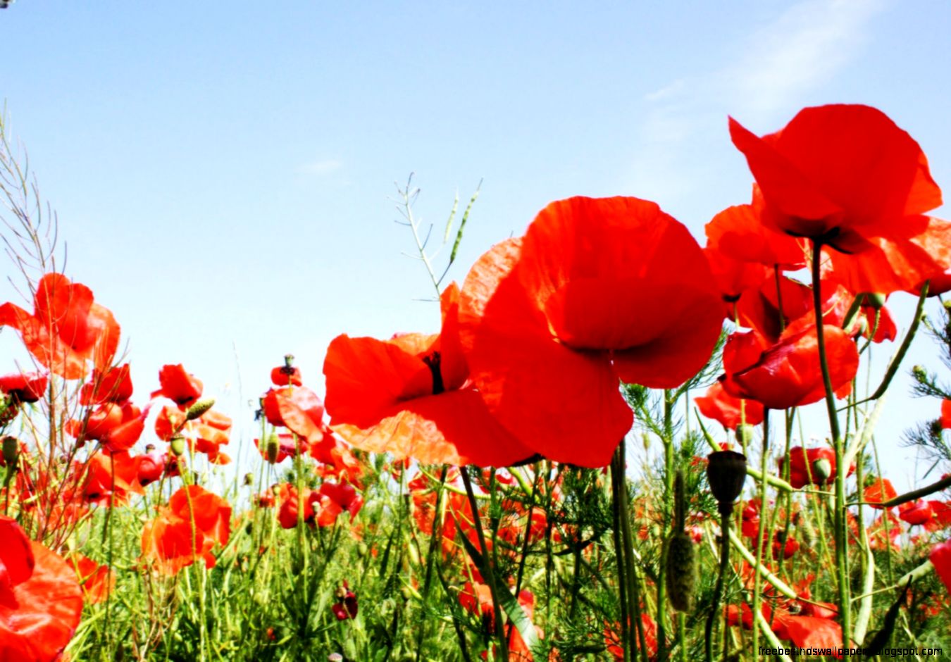 Poppy flower fine art print Red poppy field Bright by Myartspace Poppy flower fine art print Red poppy field Bright by Myartspace