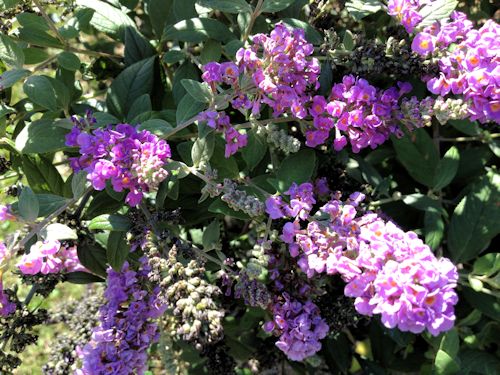 Plowing Through Life More Blooms Around The Garden