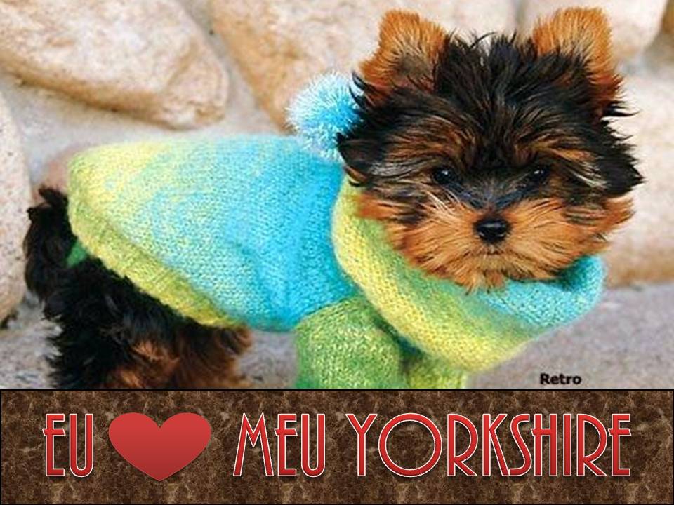 I ♥ Meu Yorkshire
