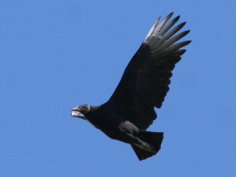 SE Texas Birding & Wildlife Watching This Week at CyFair