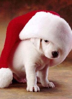 Christmas Quotes about Dogs
