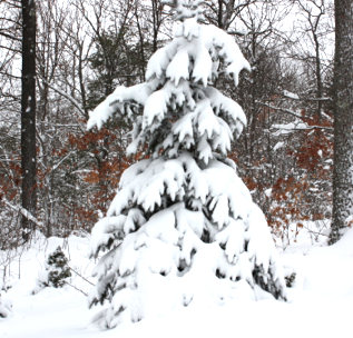 We’re Mad About Science sign printable – Ladybug's Teacher Files