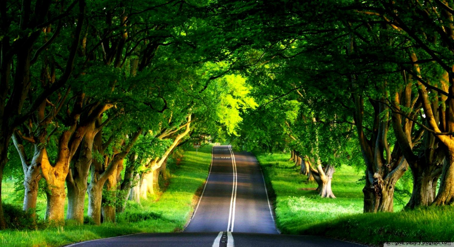 Green trees grass summer roads wallpaper 1600x900 267726 Green trees grass summer roads wallpaper 1600x900 267726