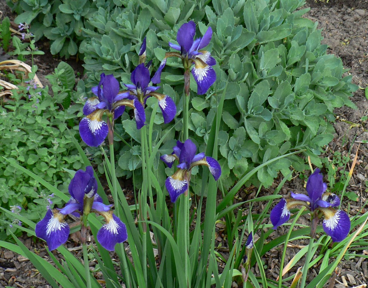 Visit My Garden Iris