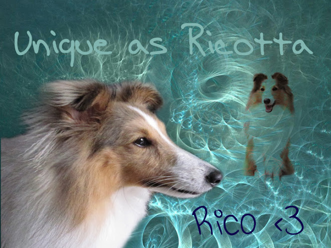 très mignon- Rico the sheltie