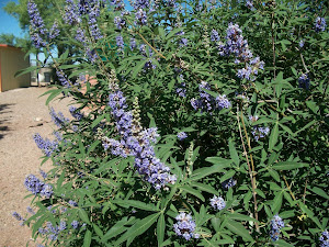 Butterfly bush???