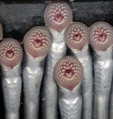 Most Disgusting Fishes pictures