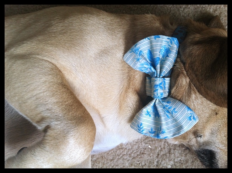 PolkaDotted Pearl Dapper dog bowtie tutorial
