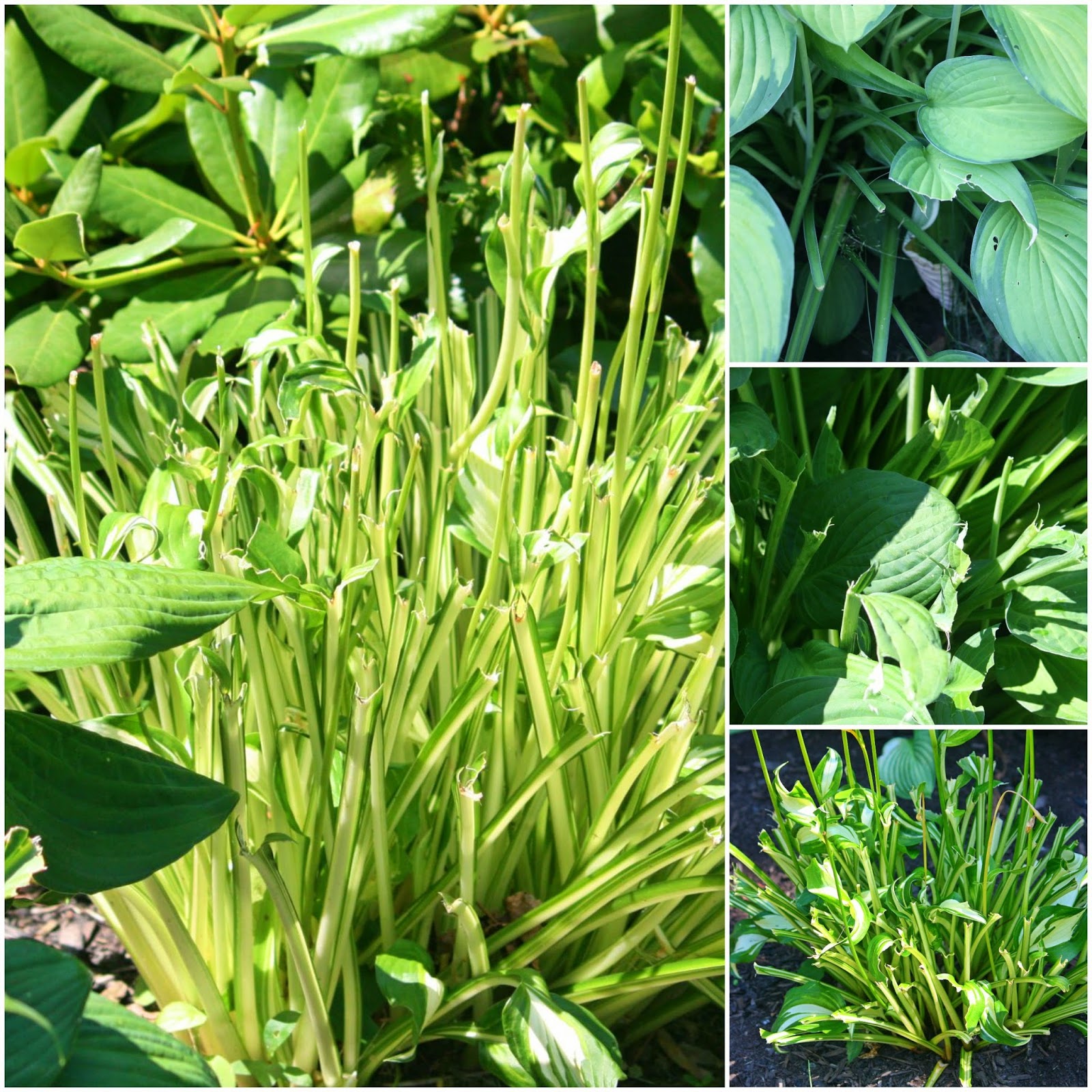 Carol Steel Deer are Nibbling my Hostas