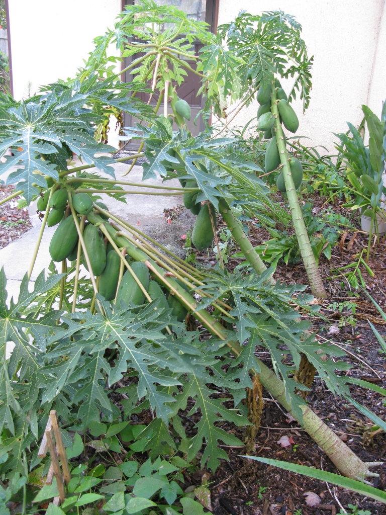 My Yard Journal The Papaya Tree After the Freeze