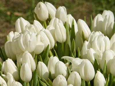 white tulips in a beautiful park