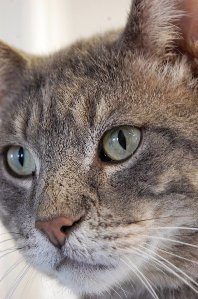 Ten Lives Club Cat Adoption Group: PetSmart Charities National Adoption