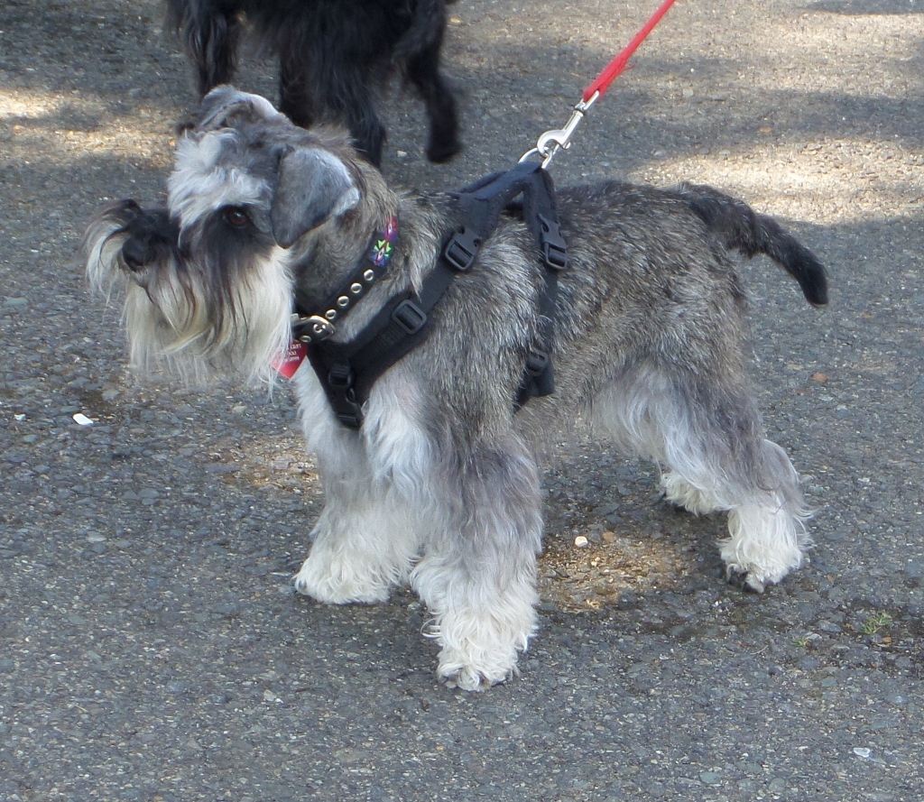 Life in the Doghouse Schnauzer Walk at Ferry Meadows