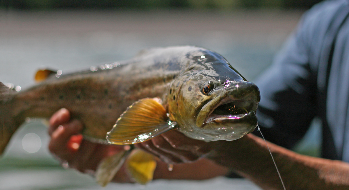 Free Fly Fishing Videos Online Free Fly Fishing Videos Online