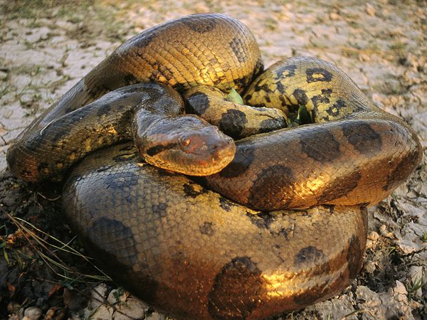 Biggest Anaconda History Top Tens In World