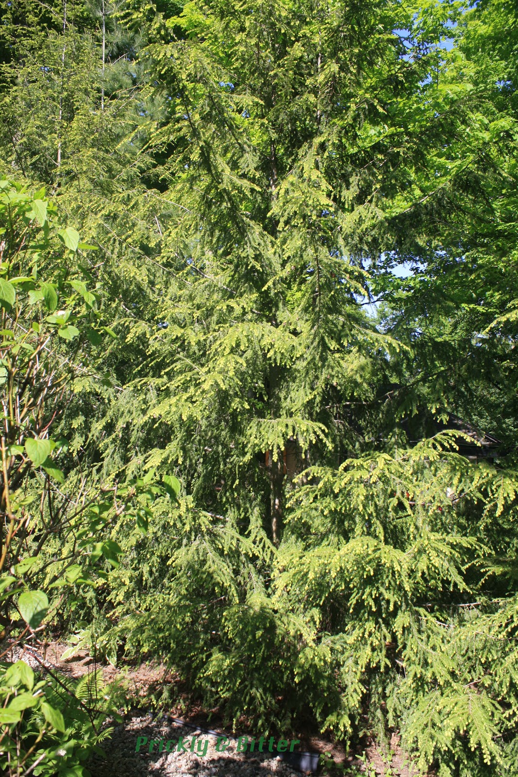 Western Hemlock...