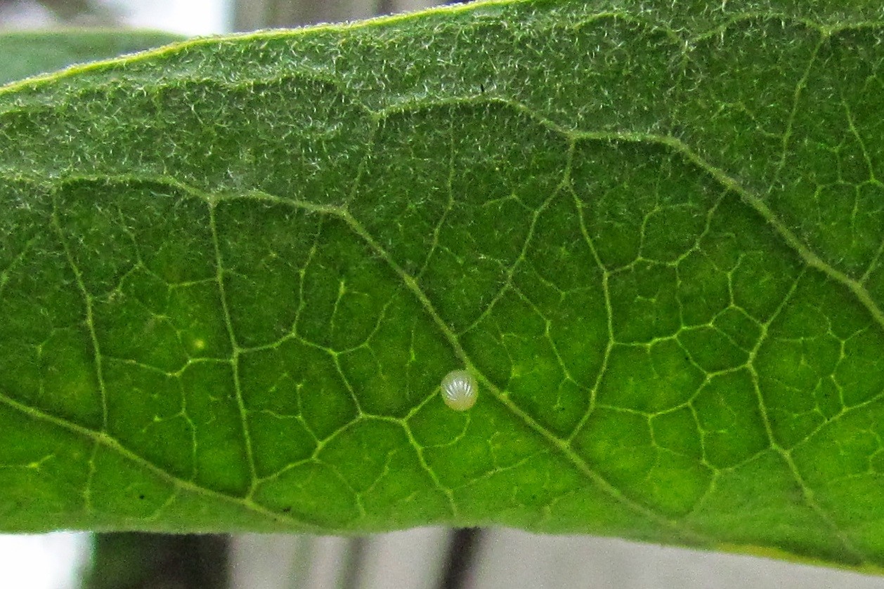 Monarch laying eggs on butterfly weed Jacqueline Newbold