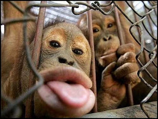 Macaco a deitar a lingua de fora