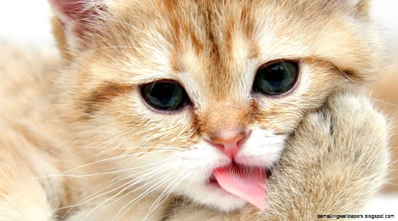 desktop free pics of cats desktop free pics of cats