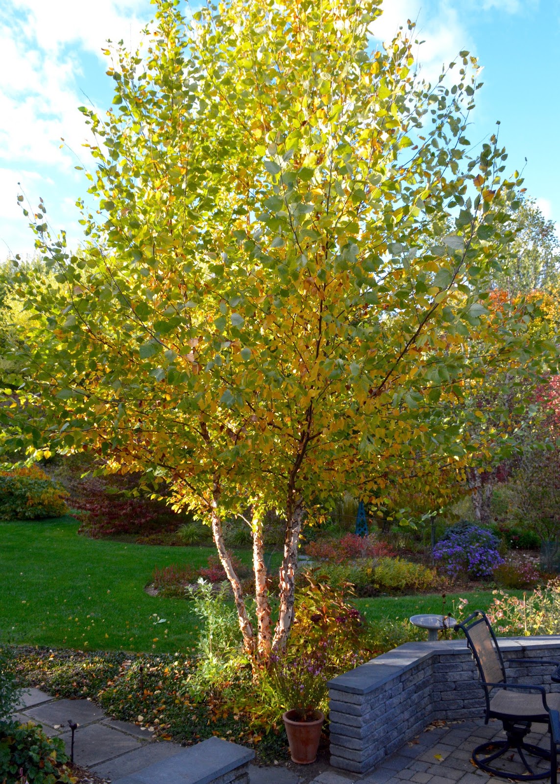 Plant Inventory Betula nigra / River Birch