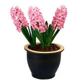 Potted Hyacinth Care