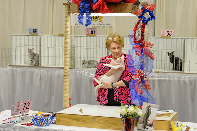 Judging at the National Capital Cat Show